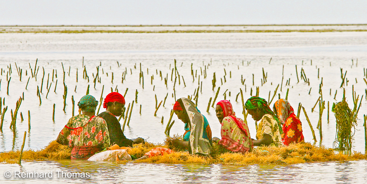 Women working on a seaweed farm. by Reinhard Thomas ©
